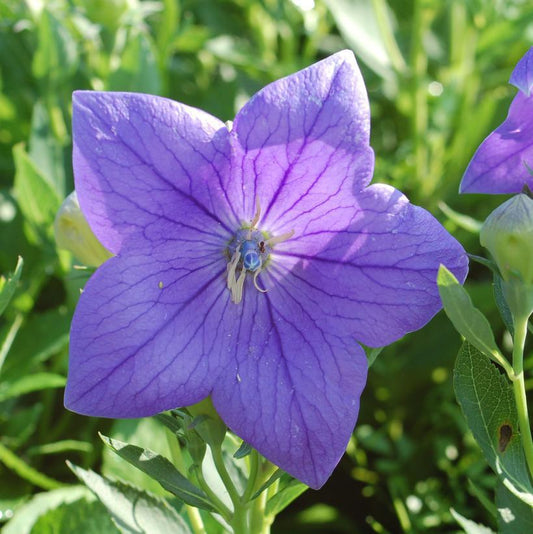 1G Platycodon grand. 'Astra Blue' Astra Blue Dwarf Balloon Flower 1012291 (Balloon Flower)