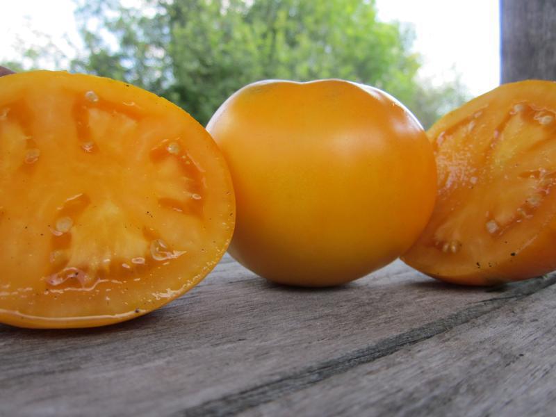 1G Tomato 'Moonglow' Moonglow Slicing Tomato 1006572