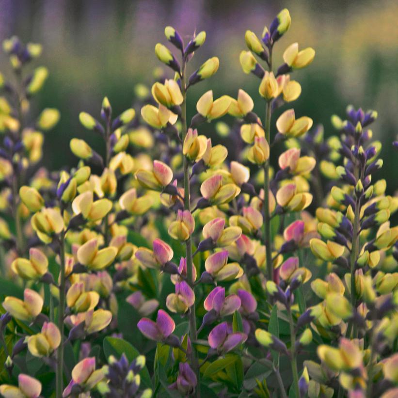 1G Baptisia hybrid Decadence® Deluxe 'Pink Lemonade' Decadence® Deluxe Pink Lemonade False Indigo: Patent PPAF 1009722