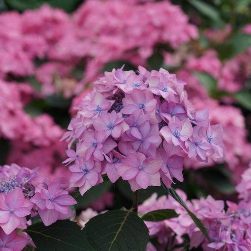 3G Hydrangea mac. subsp. serrata 'Let's Dance Can Do' ('SMNHSI') L.D Can Do® Reblooming hydrangea: Patent PP32548 1012698