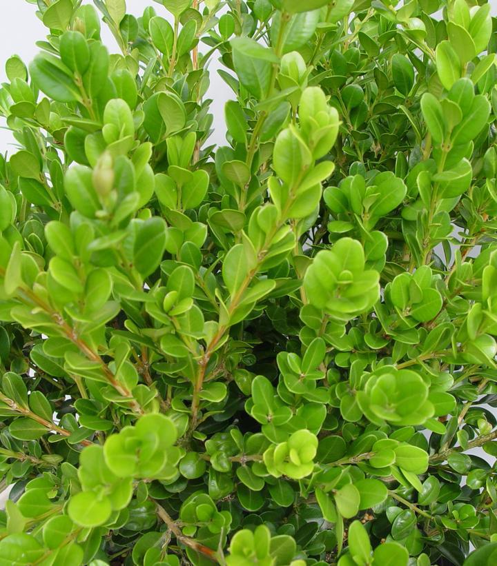 5G Buxus microphylla var. jap. 'Winter Gem' Winter Gem Boxwood 1000748