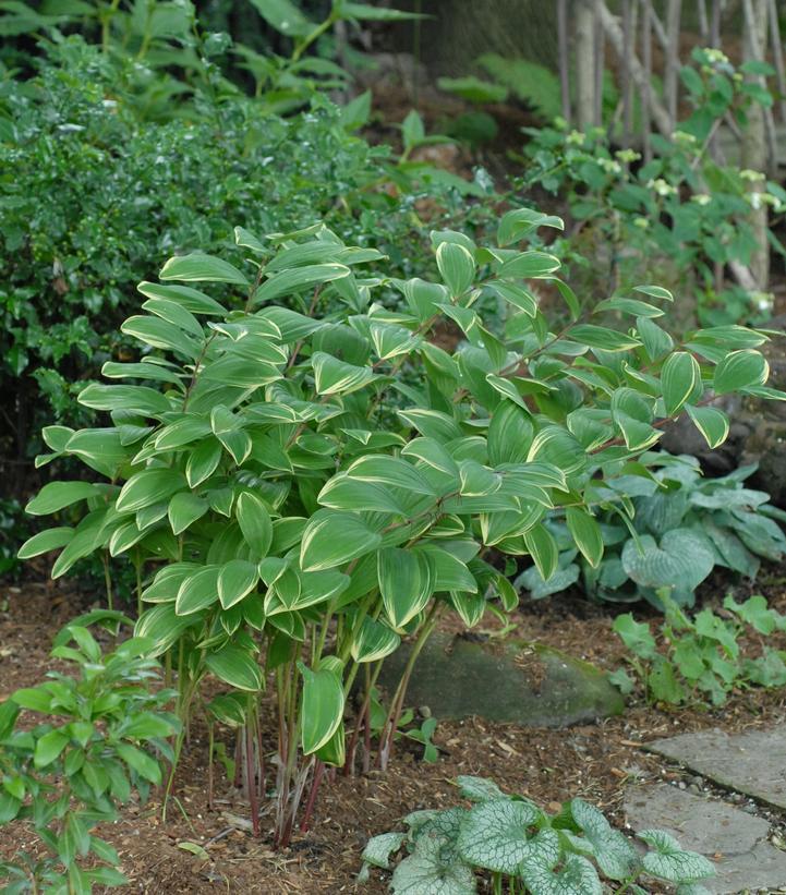 1G Polygonatum odoratum 'Variegatum' Variegated Solomon's Seal 1003009