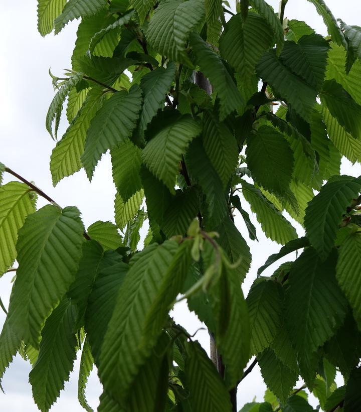 15G Carpinus Betulus Frans Fontaine Common European Hornbeam 1008543