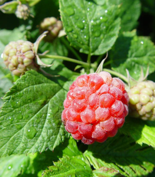 2G Rubus idaeus Bushel and Berry® 'Raspberry Shortcake' ('NR7') Bushel and Berry® Raspberry Shortcake® Raspberry: Patent PP22141 1007483