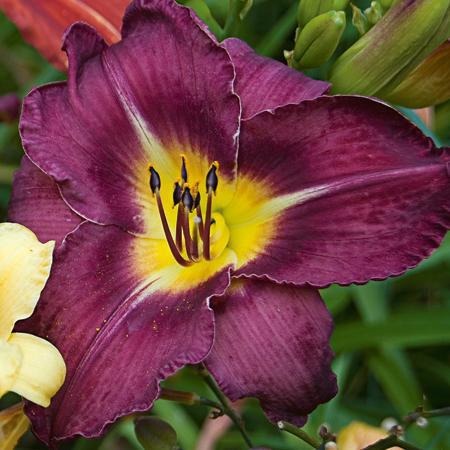 8" Hemerocallis 'Bela Lugosi' Bela Lugosi Daylily 1010871