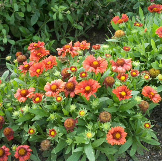 1G GAILLARDIA ARISTATA 'Arizona Red' Arizona Red Blanket Flower 1005601