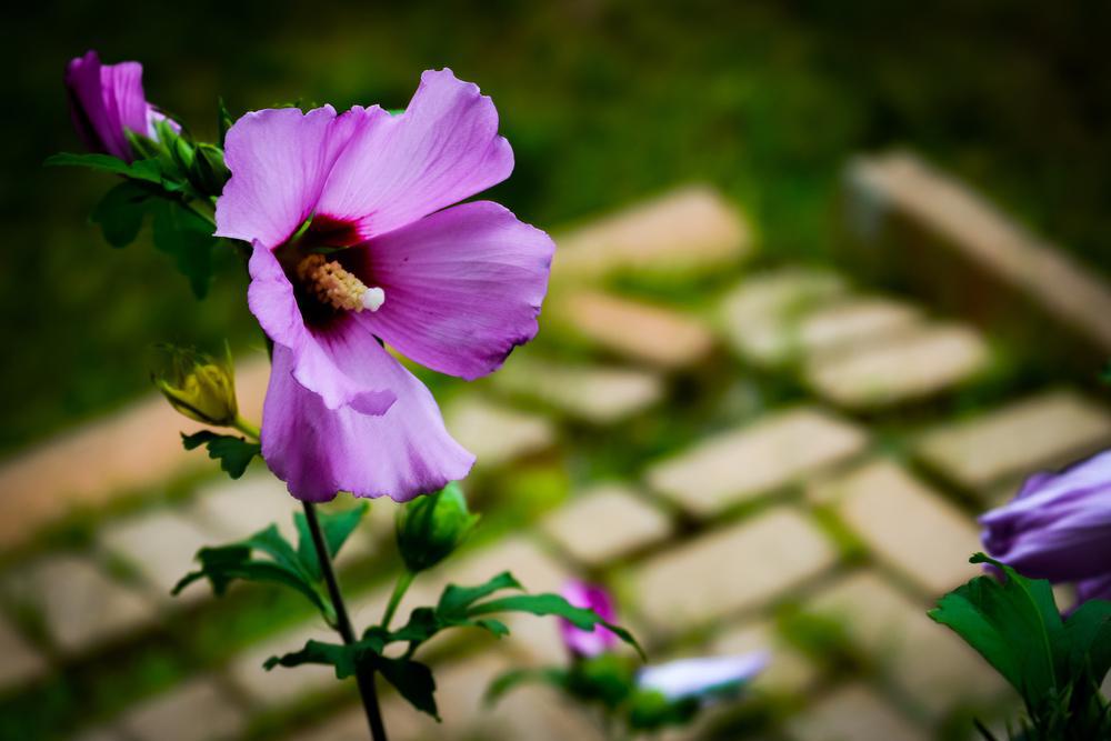 3G Hibiscus syriacus 'Minerva' Minerva Rose of Sharon 1001073