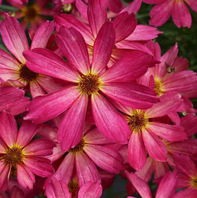 8`` COREOPSIS PT SWEET TART (Tickseed) PT 1012191