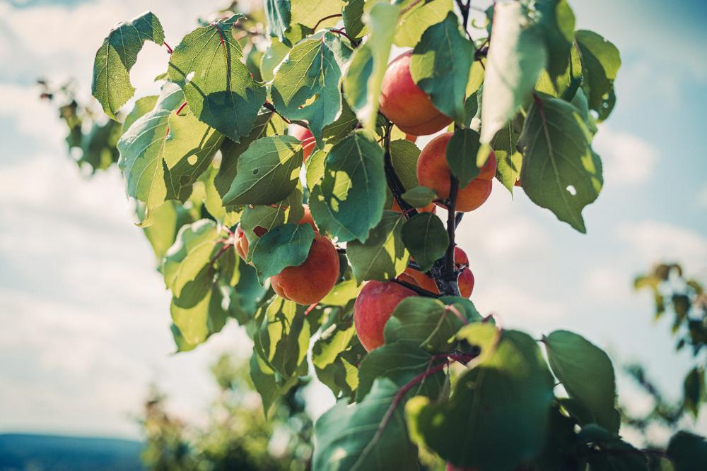 5G PRUNUS X `REDHAVEN` Redhaven Peach 1001350