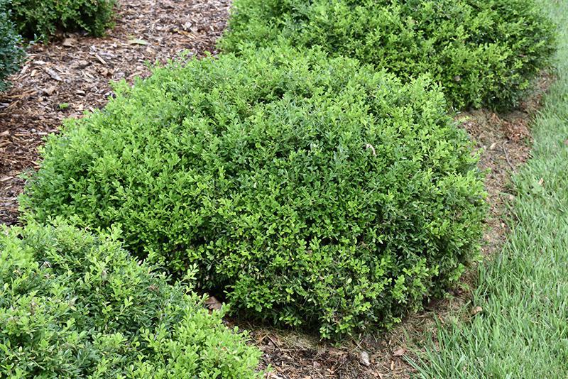 3G Buxus microphylla 'Tide Hill' Tide Hill Boxwood 1002030