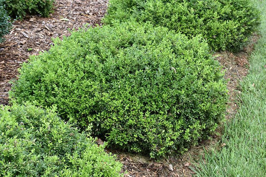 3G Buxus microphylla 'Tide Hill' Tide Hill Boxwood 1002030