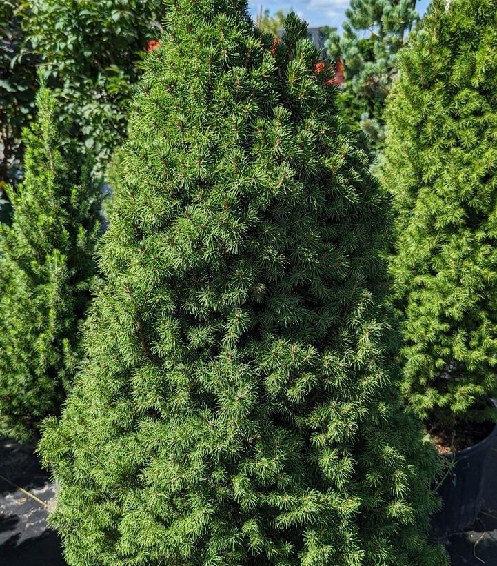 3G PICEA GLAUCA `CONICA` (Dwarf Alberta White Spruce) 1000023