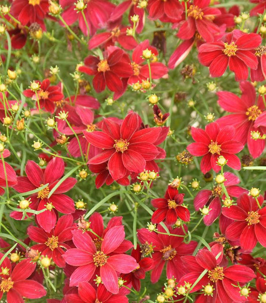 1G Coreopsis Verticillata Designer Threads 'Scarlet Ribbons' 1021265