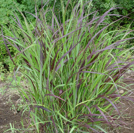 2G Panicum virgatum 'Shenandoah' Shenandoah Switch Grass 1006111