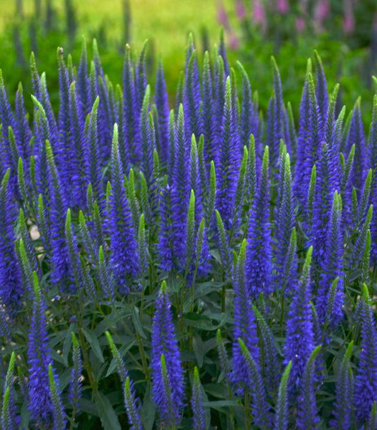 1G Veronica hybrid Magical Show® 'Wizard of Ahhs' Wizard of Ahhs Spike Speedwell: Patent PP31065 1009666