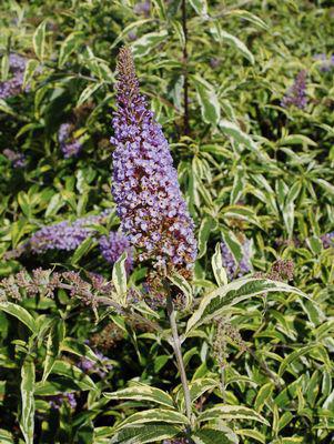 3G BUDDLEIA `SUMMER SKIES` Summer Skies Butterfly Bush 1004560