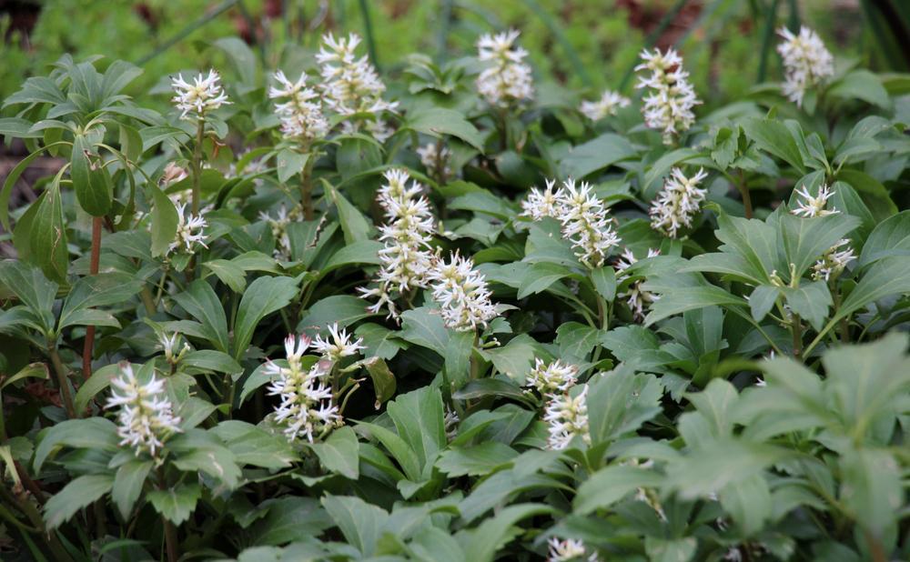 1G Pachysandra Terminalis Japanese Spurge