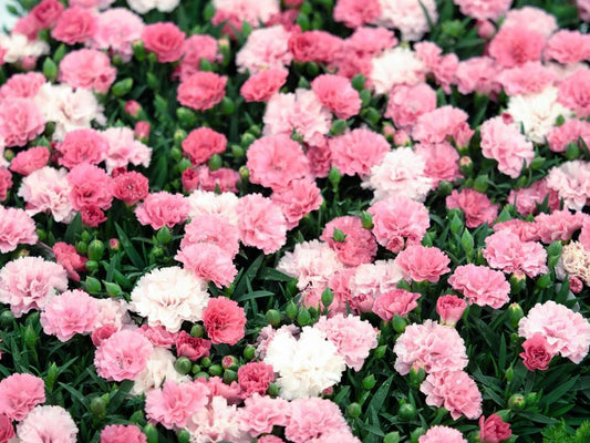 8" Bowl - Dianthus - I Love You