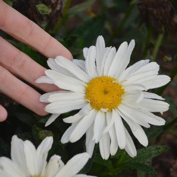 8" Leucanthemum superbum 'Spoonful Of Sugar' Spoonful Of Sugar Shasta Daisy: Patent PP28,760 1008853