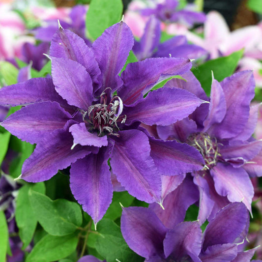 8" Clematis Edda™ ('evipo074') Edda™ Clematis 1007263