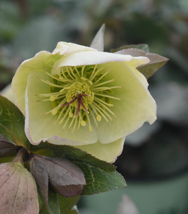 8" Helleborus Frostkiss® 'Molly's White' Molly's White Lenten Rose: Patent PP25,685 1009832