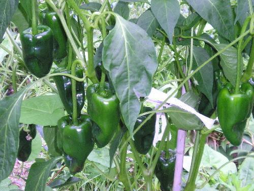 1G Pepper 'Ancho Poblano' Ancho Poblano Hot Pepper 1004970