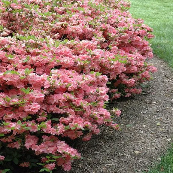 3G Azalea 'Blaauws Pink' Blaauws Pink Azalea Evergreen 1000002