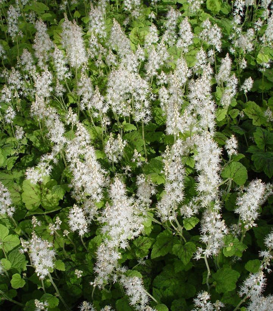 1G Tiarella cord. 'Running Tapestry Running Tapestry Foamflower 1003377