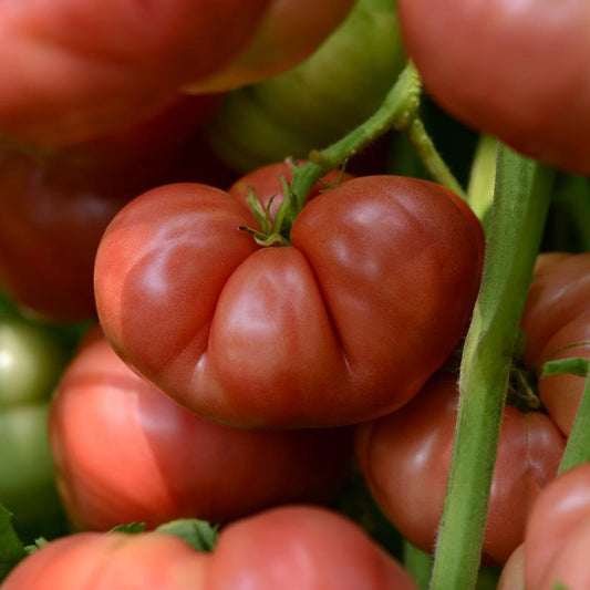 1G Tomato Heirloom Marriage™ 'Big Brandy' Heirloom Marriage Big Brandy Beafsteak Tomato 1007716