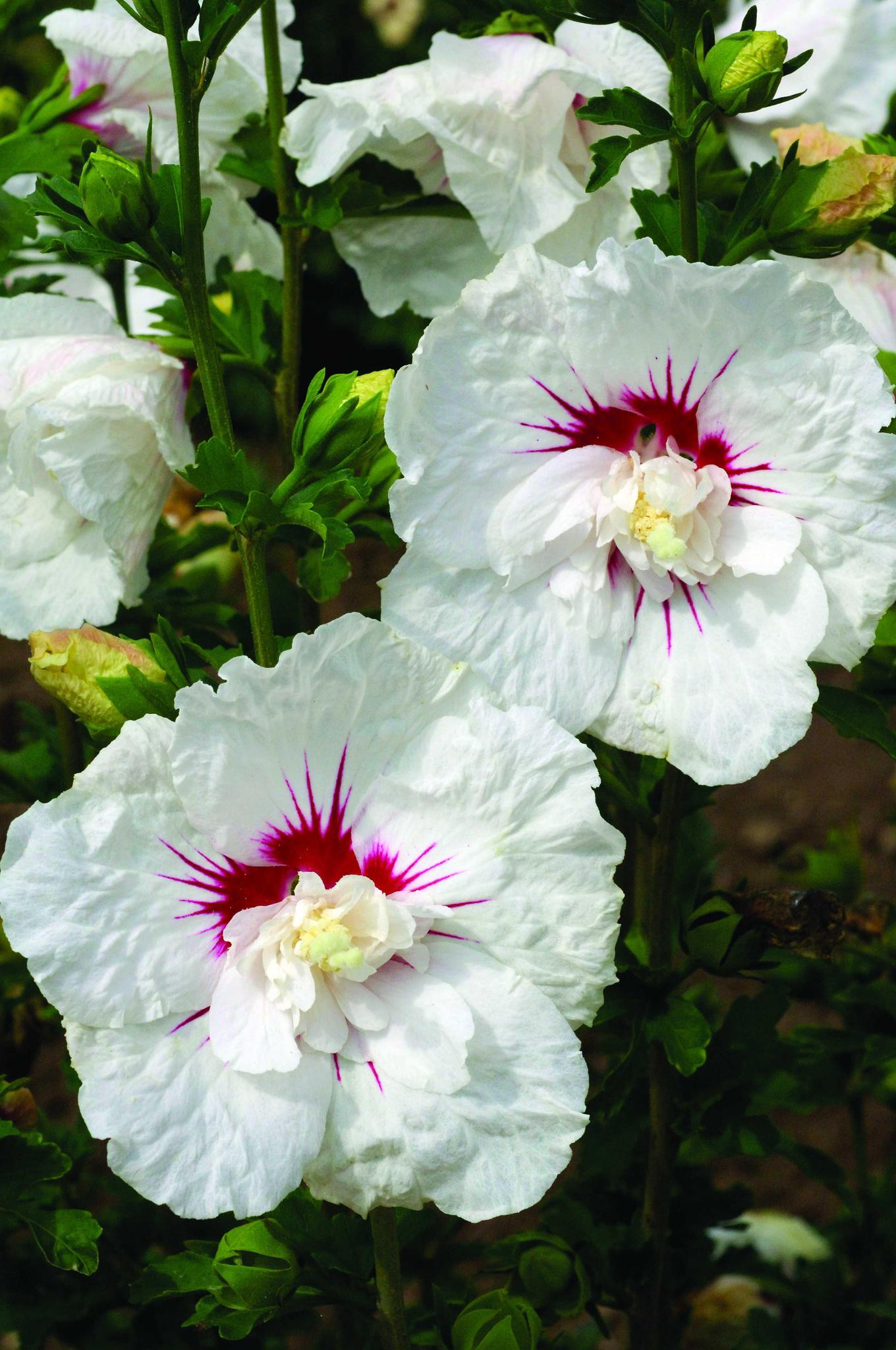 3G Hibiscus syriacus 'Bali' Bali™ Rose of Sharon 1005744