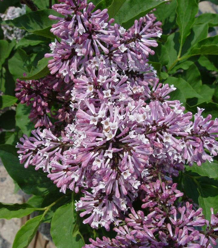 10G SYRINGA PATULA 'MISS KIM' Miss Kim Lilac 1005126