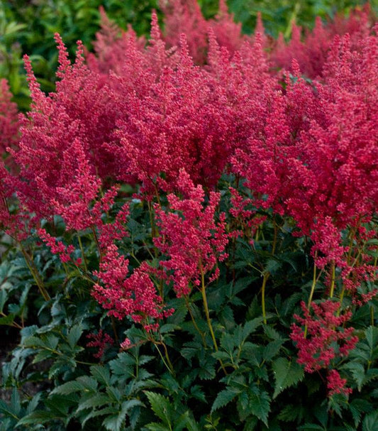 1G Astilbe 'Montgomery' Montgomery Astilbe 1001339