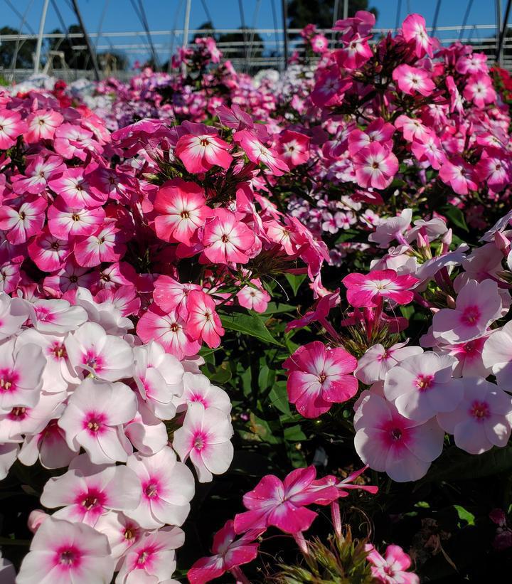 1G Phlox Volcano® 'Medley' Medley Garden Phlox 1008283