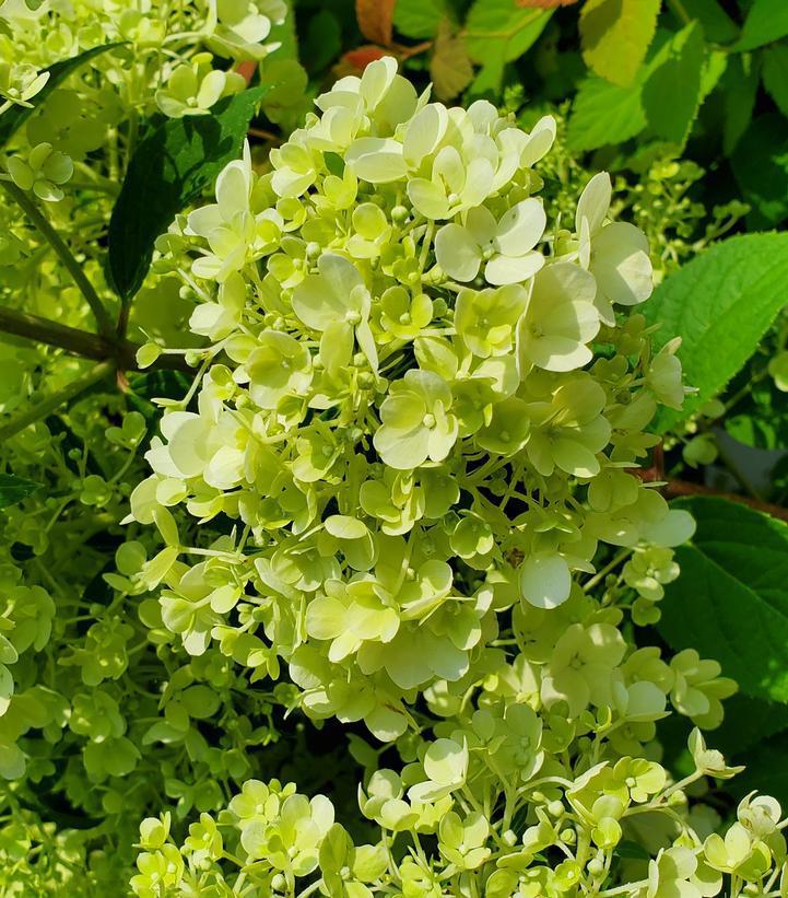 5G Hydrangea pan. 'Bobo' ('ILVOBO') Bobo® Hardy Hydrangea: Patent PP22782 1014367