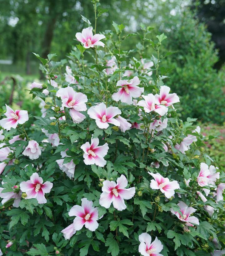 3G Hibiscus x Paraplu 'Pink Ink' ('Minsywhi07') Paraplu Pink Ink® Rose of Sharon: Patent PP32,761 1012706