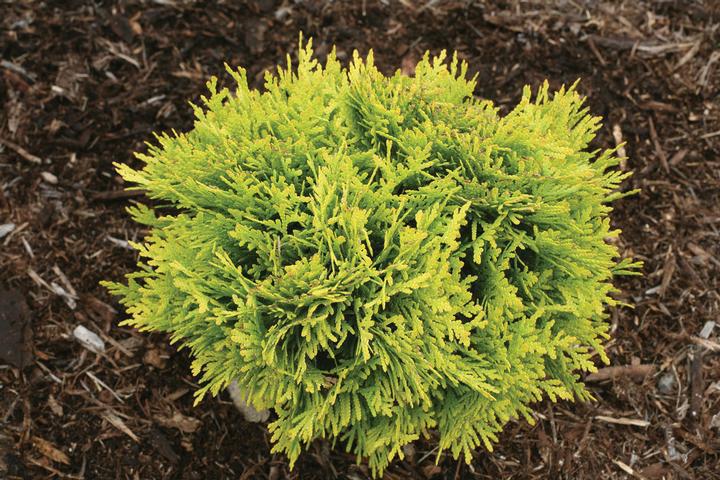 2G Thuja occidentalis Anna's Magic Ball® ('Anna Van Vloten') Annas Magic Ball® Arborvitae: Patent PP25868 1005991