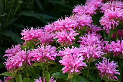 1G Monarda didyma 'Pardon My Pink' Pardon My Pink Bee Balm 1005939