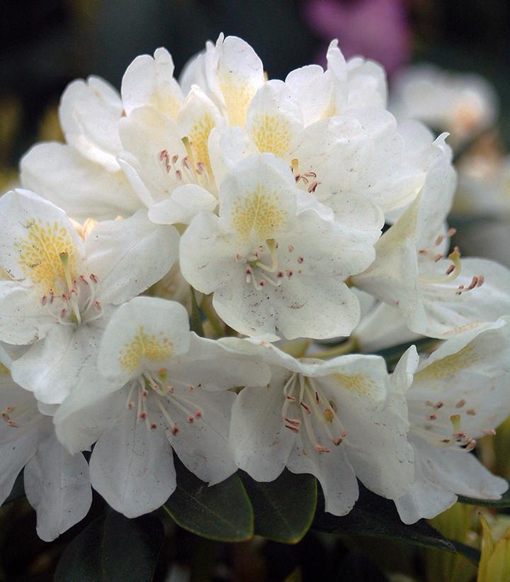 Rhododendron cat. 'Chionoides' Chionoides Rhododendron