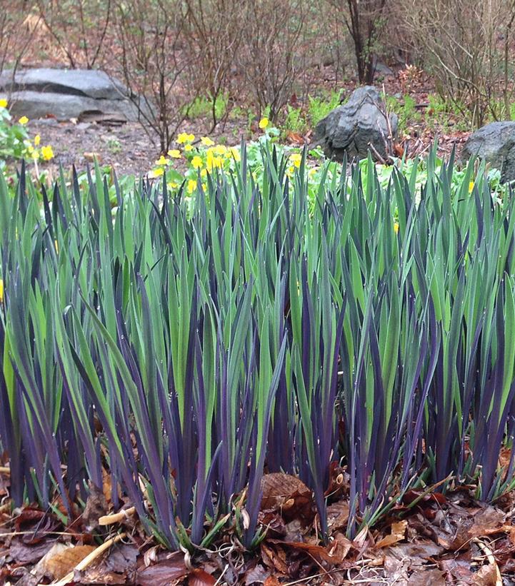 1G Iris versicolor 'Purple Flame' Purple Flame Northern Blueflag 1012842