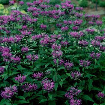 2G Monarda Blue Stocking ('Blaustrumpf') Blue Stocking Bee Balm 1004657