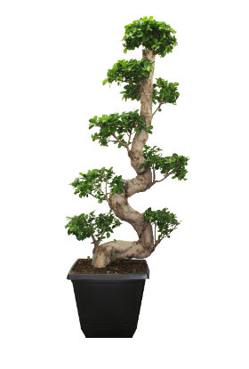 14" Ficus Microcarpa G4515