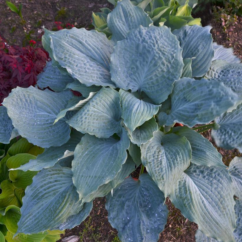 1G Hosta hybrid Shadowland 'Diamond Lake' Shadowland® Diamond Lake Hosta: Patent PPAF 1010690SVF