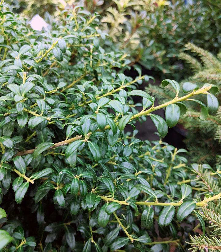 3G SIlex crenata 'Soft Touch' Soft Touch Compact Holly
