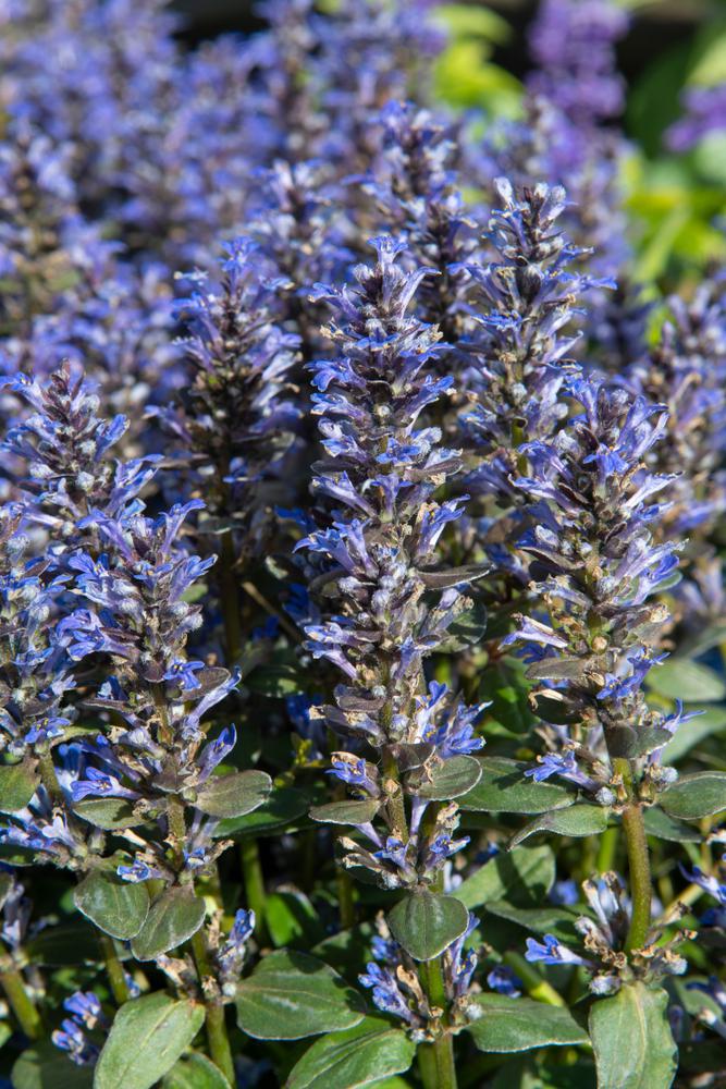 3" Ajuga 'Chocolate Chip' Chocolate Chip Bugleweed 1002585