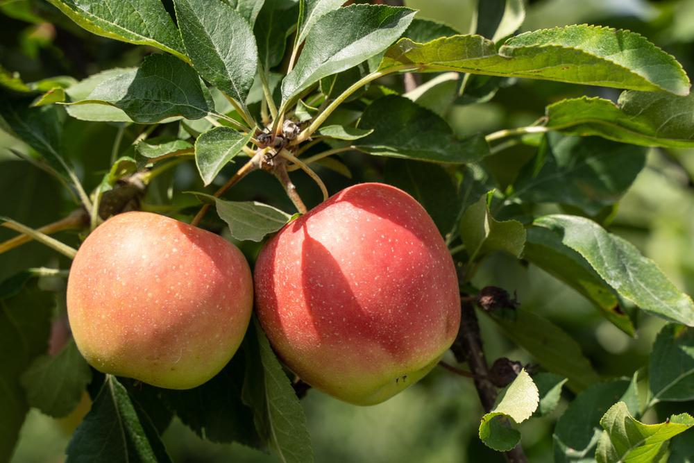 5G Malus X 'Honeycrisp' Honeycrisp Apple 1004712