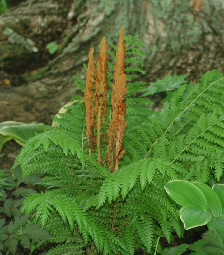 2G Osmunda cinnamomea Cinnamon Fern 1003451