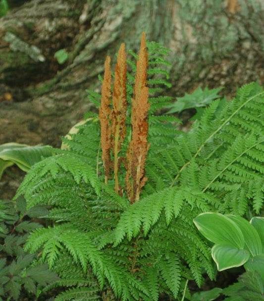 2G Osmunda cinnamomea Cinnamon Fern 1003451