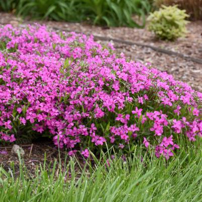 1G Phlox 'Magenta Sprite' Magenta Sprite Hybrid Spring Phlox: Patent PPAF 1012356