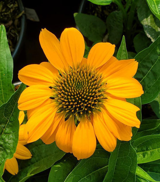 1G Echinacea Artisan™ 'Yellow Ombre' ('PAS1303304') Artisan™ Yellow Ombre Coneflower 1014985