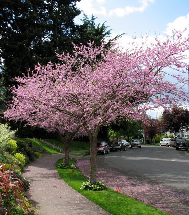 15G CERCIS CANADENSIS - Redbud Weeping 1002286